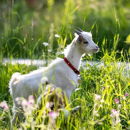 Fasslhuette Шале